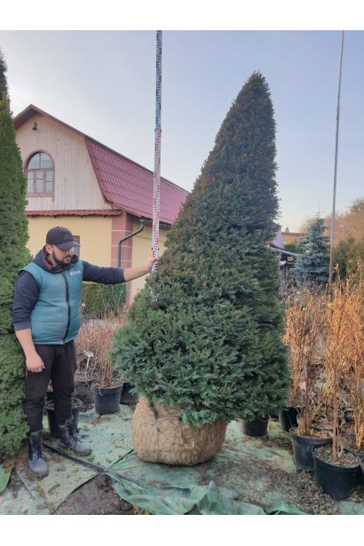 Тис ягідний Топіар Конус - ком120кг/вис.290-300см/Ø110-120см